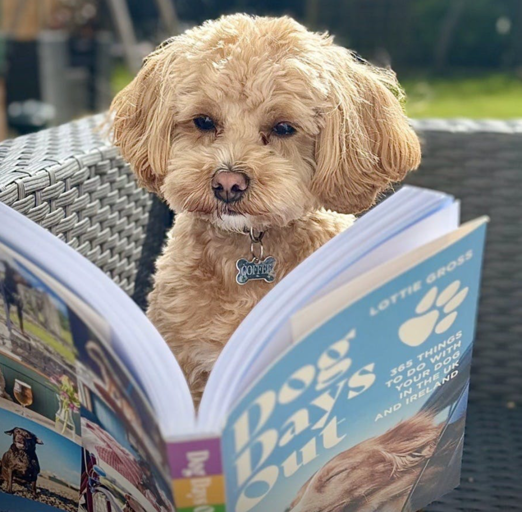 Cover Image for Lottie Gross book launch